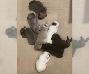 French Bulldog Puppy for sale in MANTECA, CA, USA