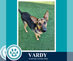 Small #3 German Shepherd Dog