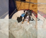 Small Photo #11 Chihuahua Puppy For Sale in SHALLOTTE, NC, USA