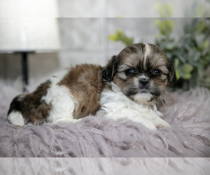 Medium Shih Tzu
