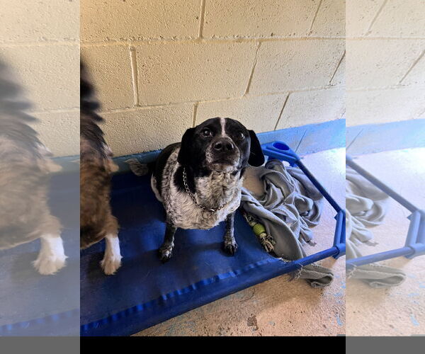 Medium Photo #1 Mutt Puppy For Sale in Tracy City, TN, USA