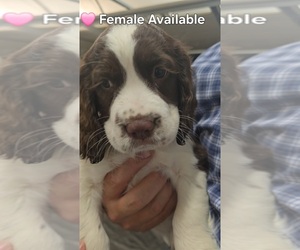 English Springer Spaniel Puppy for sale in JONESBOROUGH, TN, USA