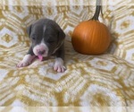 Small Photo #7 American Bully Puppy For Sale in LUBBOCK, TX, USA