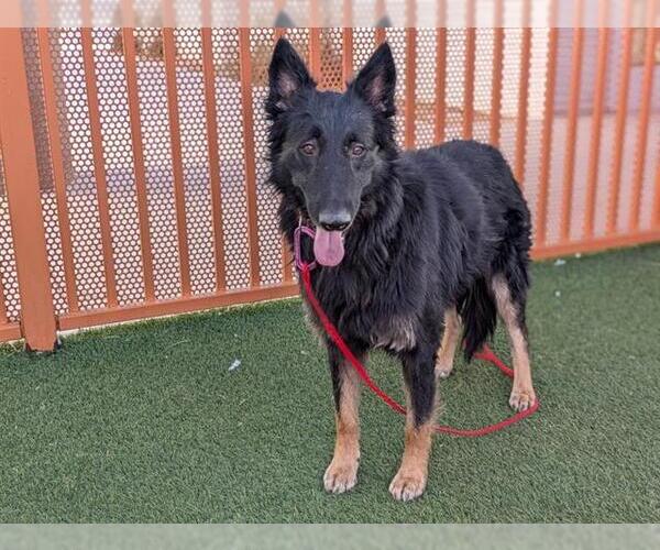 Medium Photo #2 Mutt Puppy For Sale in Las Vegas, NV, USA