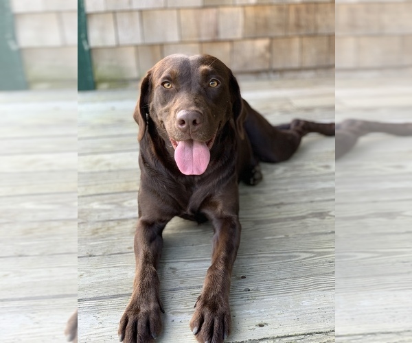 Medium Photo #1 Labrador Retriever Puppy For Sale in LISBON, CT, USA