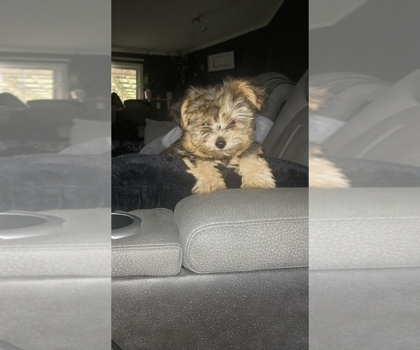 Medium Photo #5 Yorkshire Terrier Puppy For Sale in BENSON, NC, USA