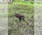 Small Photo #8 Labradoodle Puppy For Sale in GRAND RONDE, OR, USA