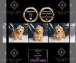 Small #5 Maltipoo