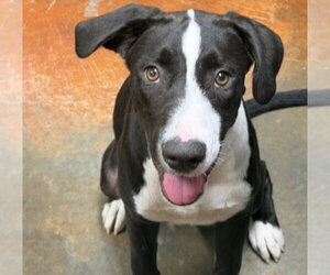 Labrador Retriever-Unknown Mix Dogs for adoption in Rockaway, NJ, USA