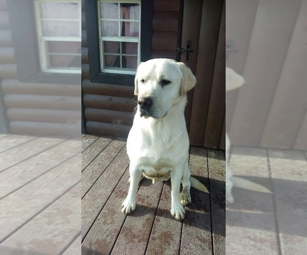 Medium Photo #1 Labrador Retriever Puppy For Sale in STANLEY, NY, USA