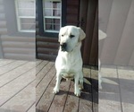 Small Photo #1 Labrador Retriever Puppy For Sale in STANLEY, NY, USA