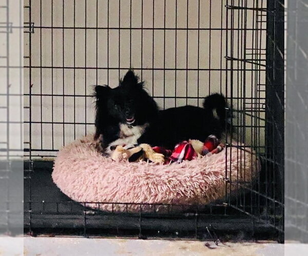 Medium Photo #2 Pomeranian Puppy For Sale in Lewistown, PA, USA