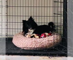 Small #1 Pomeranian