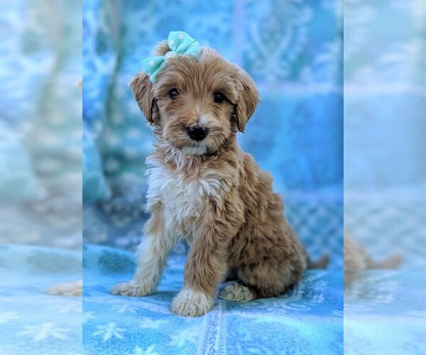Medium Photo #2 Goldendoodle-Poodle (Standard) Mix Puppy For Sale in LANCASTER, PA, USA