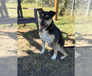 Meg - Female Mutt Dog for Adoption - Photo #8