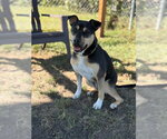 Small Photo #8 Mutt Puppy For Sale in South Bend, IN, USA