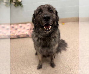 Anatolian Pyrenees Dogs for adoption in Brighton, CO, USA