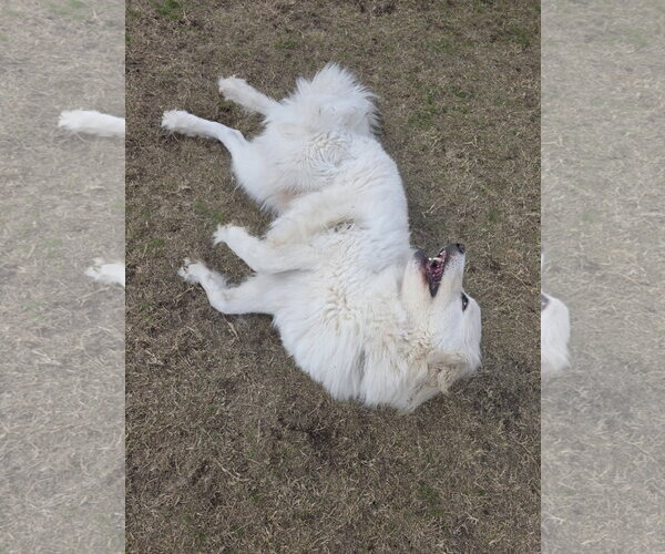 Medium Photo #19 Chow Chow-Great Pyrenees Mix Puppy For Sale in Houston, TX, USA