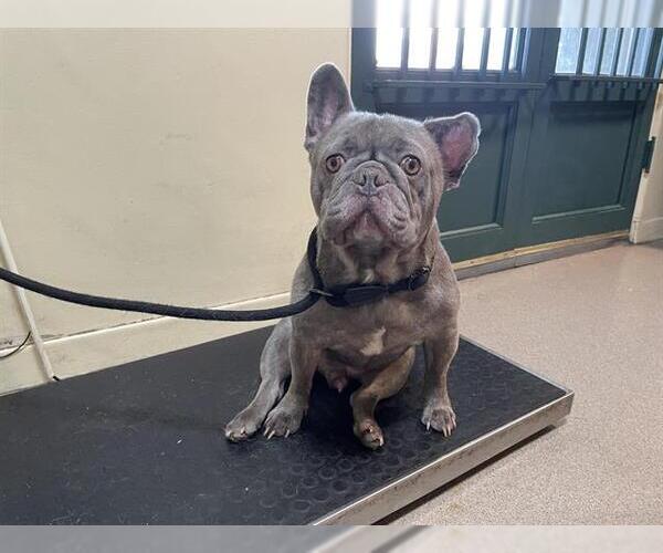 Medium Photo #1 French Bulldog Puppy For Sale in Pasadena, CA, USA