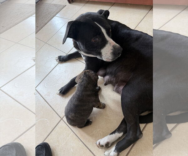 Medium Photo #4 American Staffordshire Terrier-Unknown Mix Puppy For Sale in Holly Springs, NC, USA