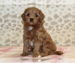 Small #2 Cavapoo