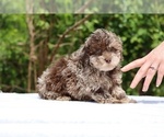 Small #24 ShihPoo