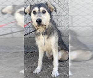 - Mix Dogs for adoption in Riverside, CA, USA
