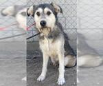 BILL - Male - Mix Dog for Adoption - Small photo