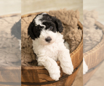 Small Photo #5 Goldendoodle mix (+ Poodle Miniature) Puppy For Sale in DALLAS, TX, USA