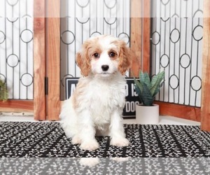 Cavapoo Puppy for sale in NAPLES, FL, USA