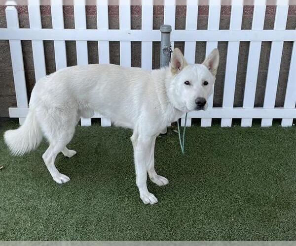 Medium Photo #1 German Shepherd Dog-Unknown Mix Puppy For Sale in Modesto, CA, USA