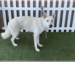 German Shepherd Dog-Unknown Mix Dogs for adoption in Modesto, CA, USA