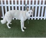 A614758 - Male German Shepherd Dog-Unknown Mix Dog for Adoption - Small photo