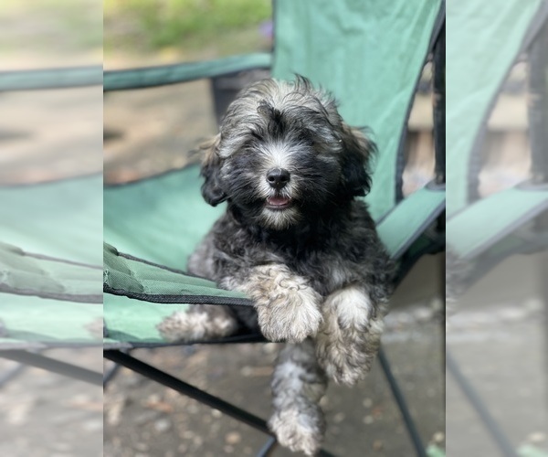 Medium Photo #1 Maltipoo Puppy For Sale in CLEVELAND, TN, USA