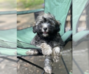 Maltipoo Puppy for sale in CLEVELAND, TN, USA
