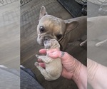 Small #22 French Bulldog