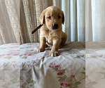 Puppy AKC Jack Golden Retriever