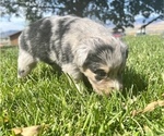 Small Photo #11 Miniature Australian Shepherd Puppy For Sale in TONASKET, WA, USA