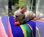 Small #6 Faux Frenchbo Bulldog