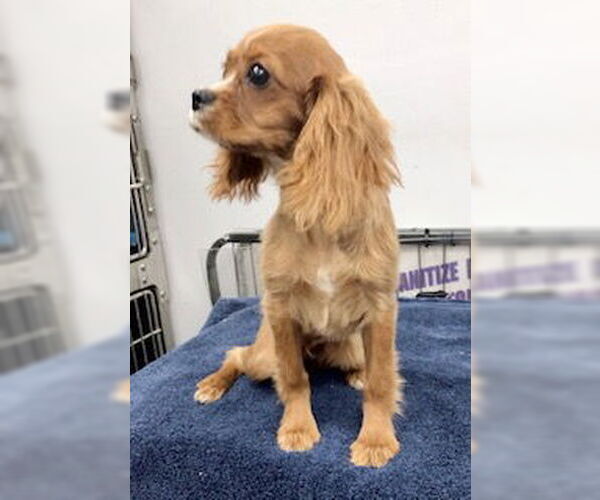 Medium Photo #5 Cavalier King Charles Spaniel Puppy For Sale in Lincolnwood, IL, USA