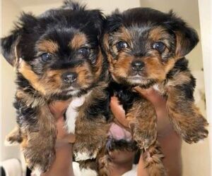 Yorkshire Terrier Litter for sale in GULFPORT, MS, USA