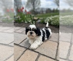 Small #4 Shih Tzu