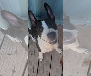 Mutt Dogs for adoption in Murfreesboro, NC, USA