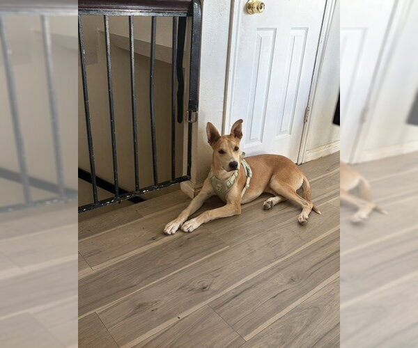 Medium Photo #4 Mutt Puppy For Sale in Sandy, UT, USA