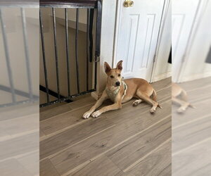 Mingo - Male Mutt Dog for Adoption - Photo #4