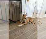 Small #3 Mutt