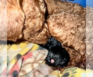 Poodle (Toy) Puppy for sale in HAYWARD, CA, USA