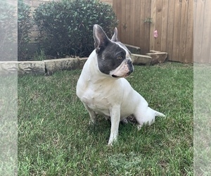 Mother of the French Bulldog puppies born on 07/09/2019