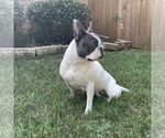 Small Photo #1 French Bulldog Puppy For Sale in HIGHLAND VILLAGE, TX, USA