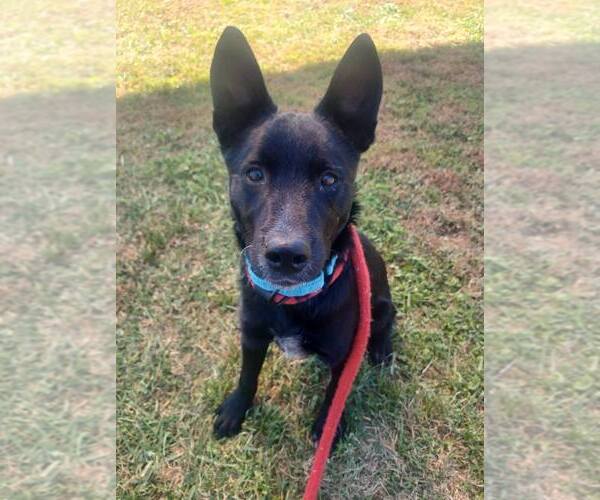 Medium Photo #2 Mutt Puppy For Sale in Columbus, IN, USA